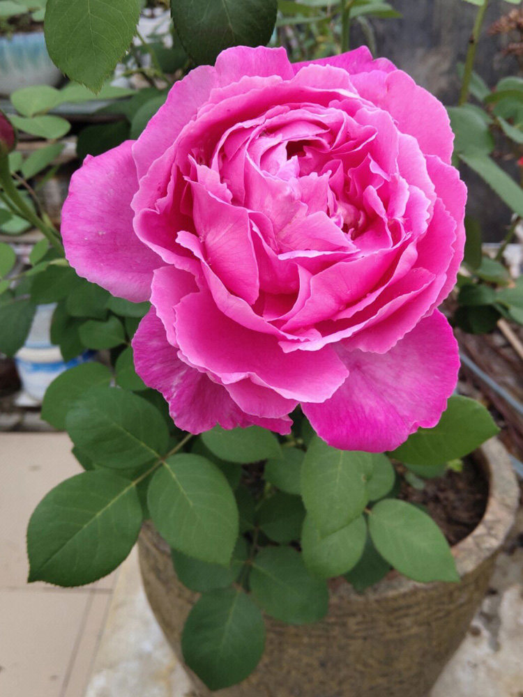 无刺特大花朵藤本浓香月季花苗盆栽西枝牡丹四季庭院爬藤蔷薇花卉