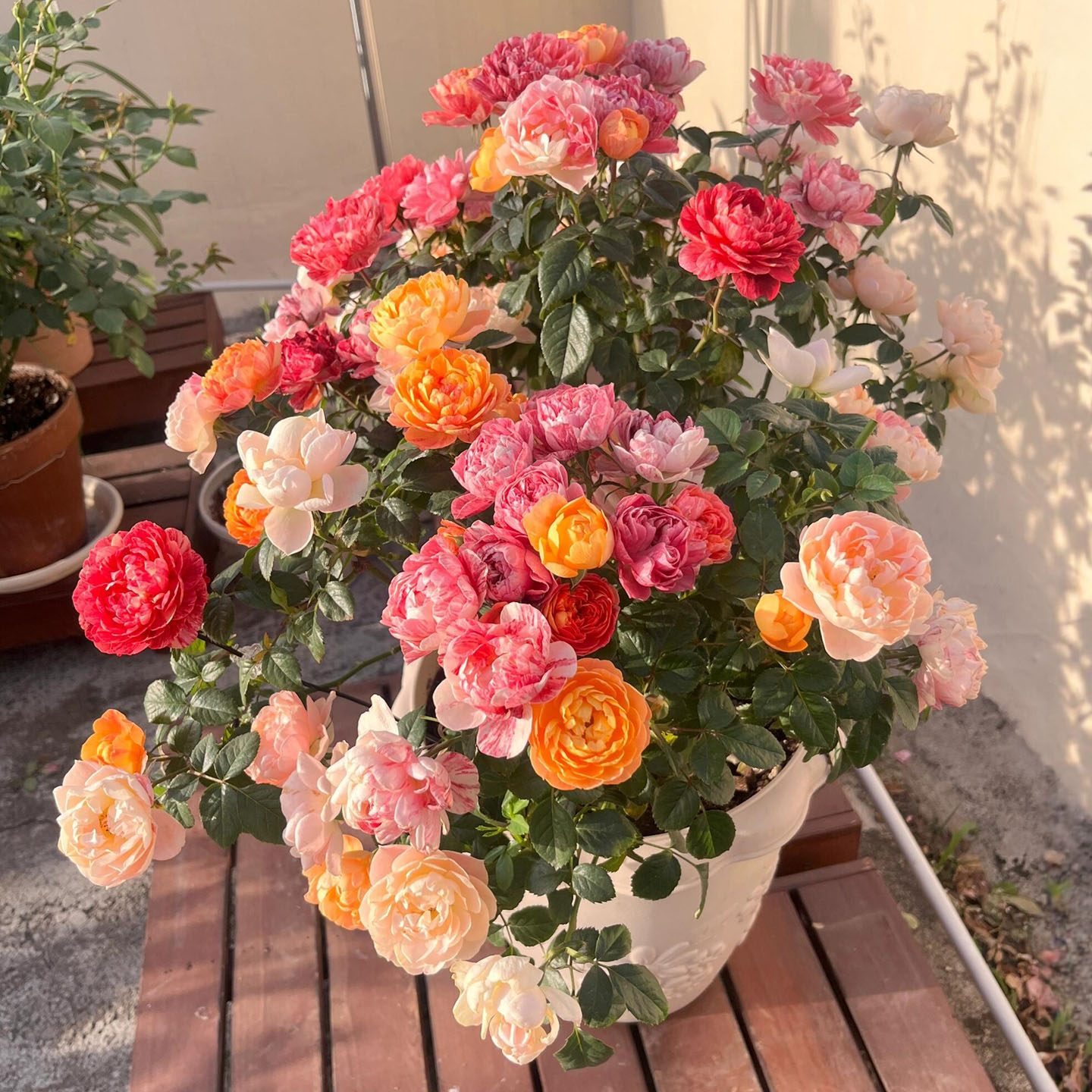 女王果汁黑巴克月季花大苗盆栽