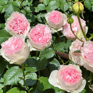 伊芙乙女心月季花大苗盆栽特大花朵浓香多季开阳台玫瑰花卉绿绿植