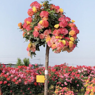 藤彩虹棒棒糖树桩月季 阳台庭院浓香花卉植物 苗玫瑰花树苗盆栽四季