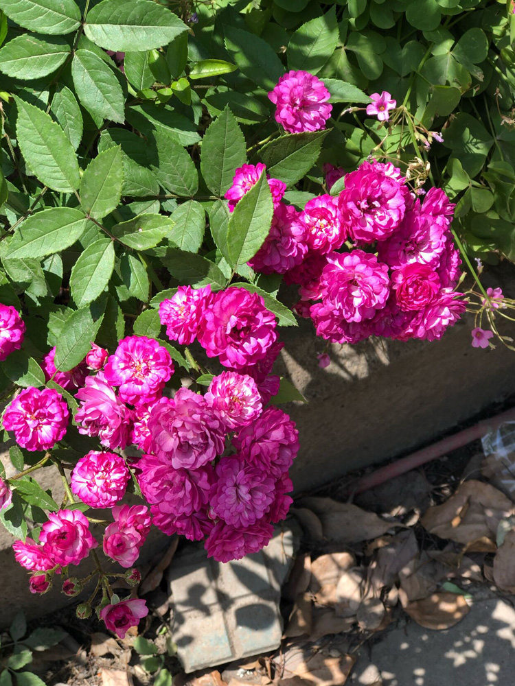 葡萄园之歌月季花大苗阳台庭院小型藤本可做灌木浓香花卉植物四季
