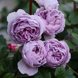 花大苗無刺爬藤薔薇花陽臺庭院玫瑰多季 薰衣草花環(huán)藤本月季 開花卉