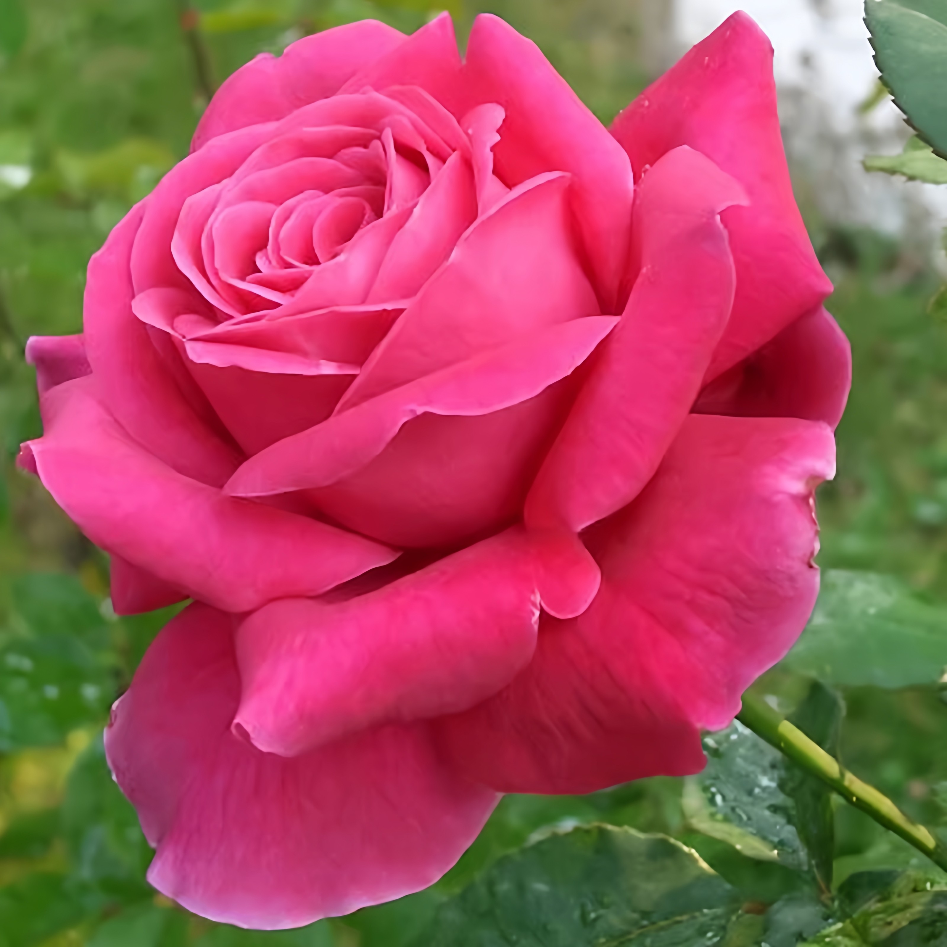 粉和平月季花大苗盆栽阳台浓香大花玫瑰四季勤花绿植花园好养植物