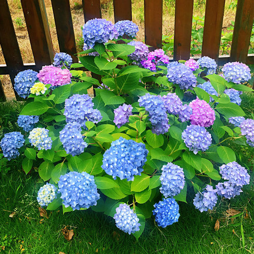 八仙绣球花大花价格 八仙绣球花大花图片 星期三