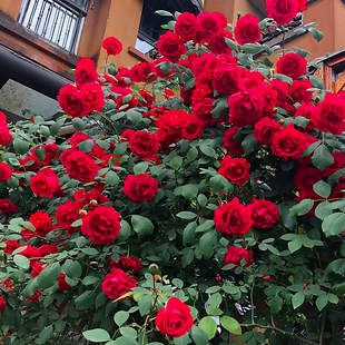 大花红色爬藤月季苗御用马车庭院爬墙四季玫瑰藤本蔷薇浓香绿植物