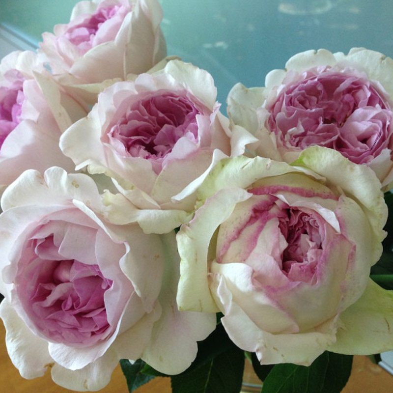 伊芙克莱尔月季花大苗大花浓香阳台花卉植物盆栽四季玫瑰观花盆栽