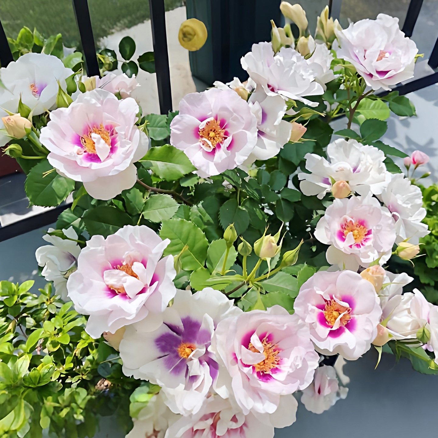 你的眼睛月季花大苗盆栽阳台庭院四季浓香花卉植株低矮开花量很大