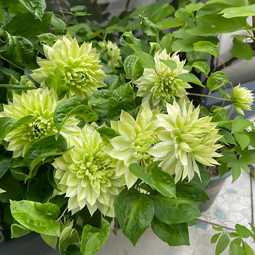 风之森林铁线莲花苗盆栽重瓣爬藤