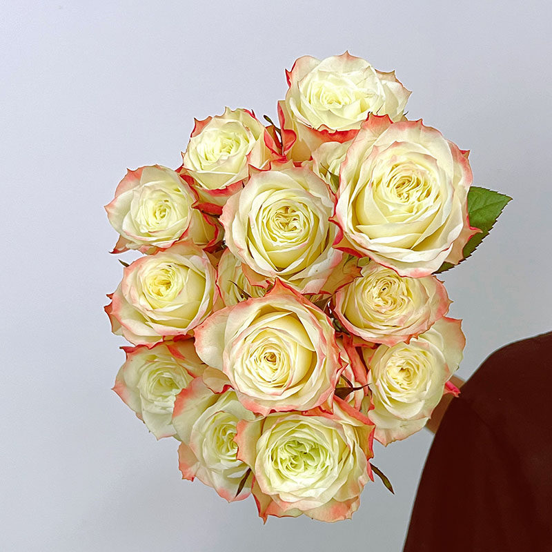 奇遇记新品玫瑰花大苗盆栽阳台庭院花卉植物冒险切花月季四季开花