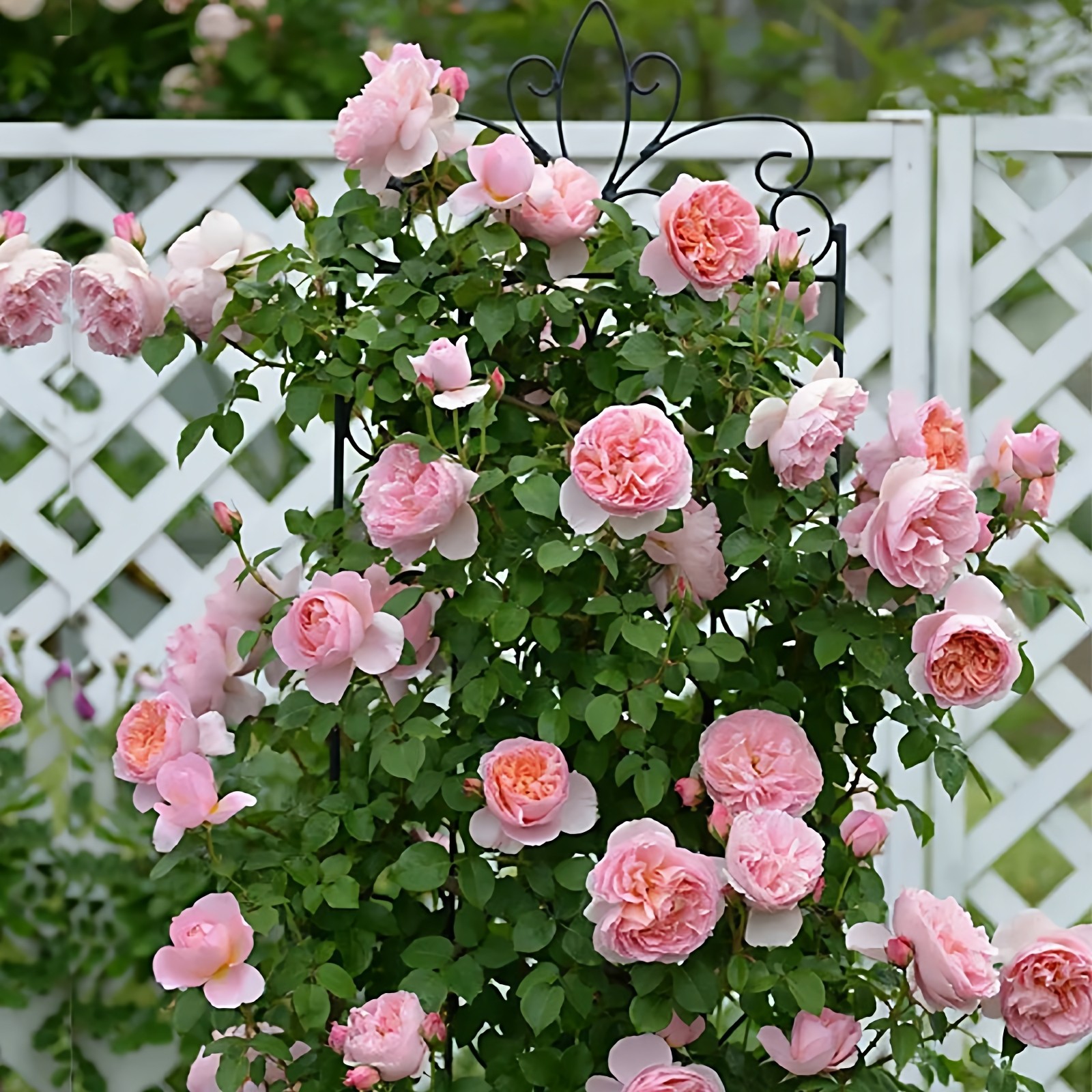 舍农索城堡的女人们藤本月季花大苗蔷薇爬藤多季开花卉植物特大花,鲜花速递/花卉仿真/绿植园艺,月季/蔷薇/玫瑰,淘宝优惠券,粉丝福利购,淘宝优惠卷