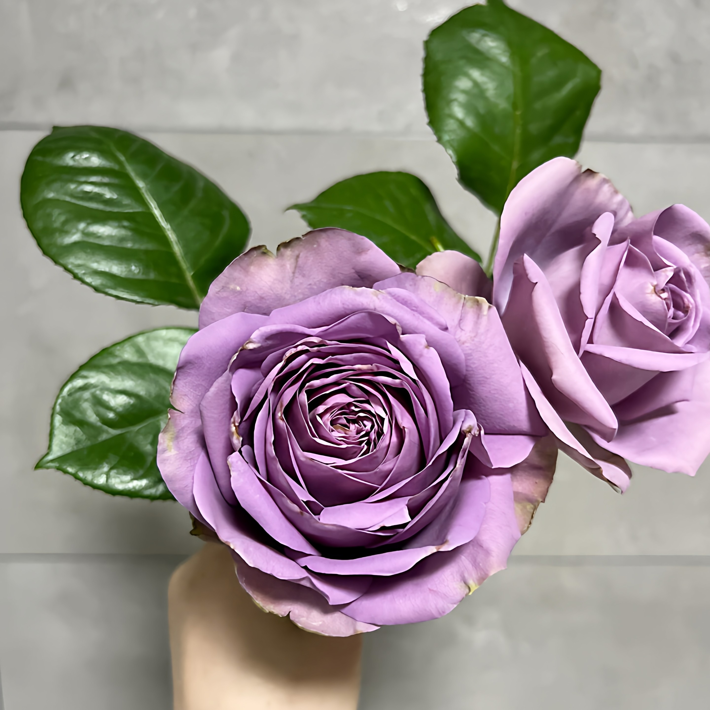罗马新娘月季花大苗盆栽复古紫色多季开抗病强庭院阳台大花玫瑰苗,鲜花速递/花卉仿真/绿植园艺,月季/蔷薇/玫瑰,淘宝优惠券,粉丝福利购,淘宝优惠卷