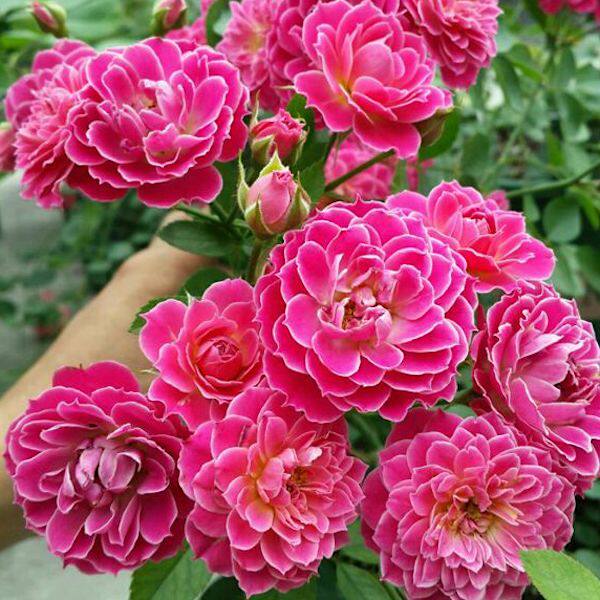 马里奥塔月季花大苗微型丰花植株矮小庭院阳台花卉观花玫瑰花盆栽