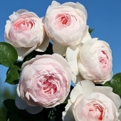 克里斯蒂娜公爵夫人月季 花大苗盆栽尘世天使浓香四季 阳台庭院花卉