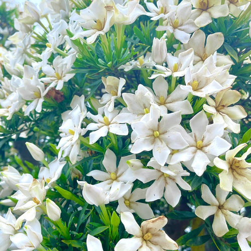 栀子花大苗盆栽多季开花浓香花卉