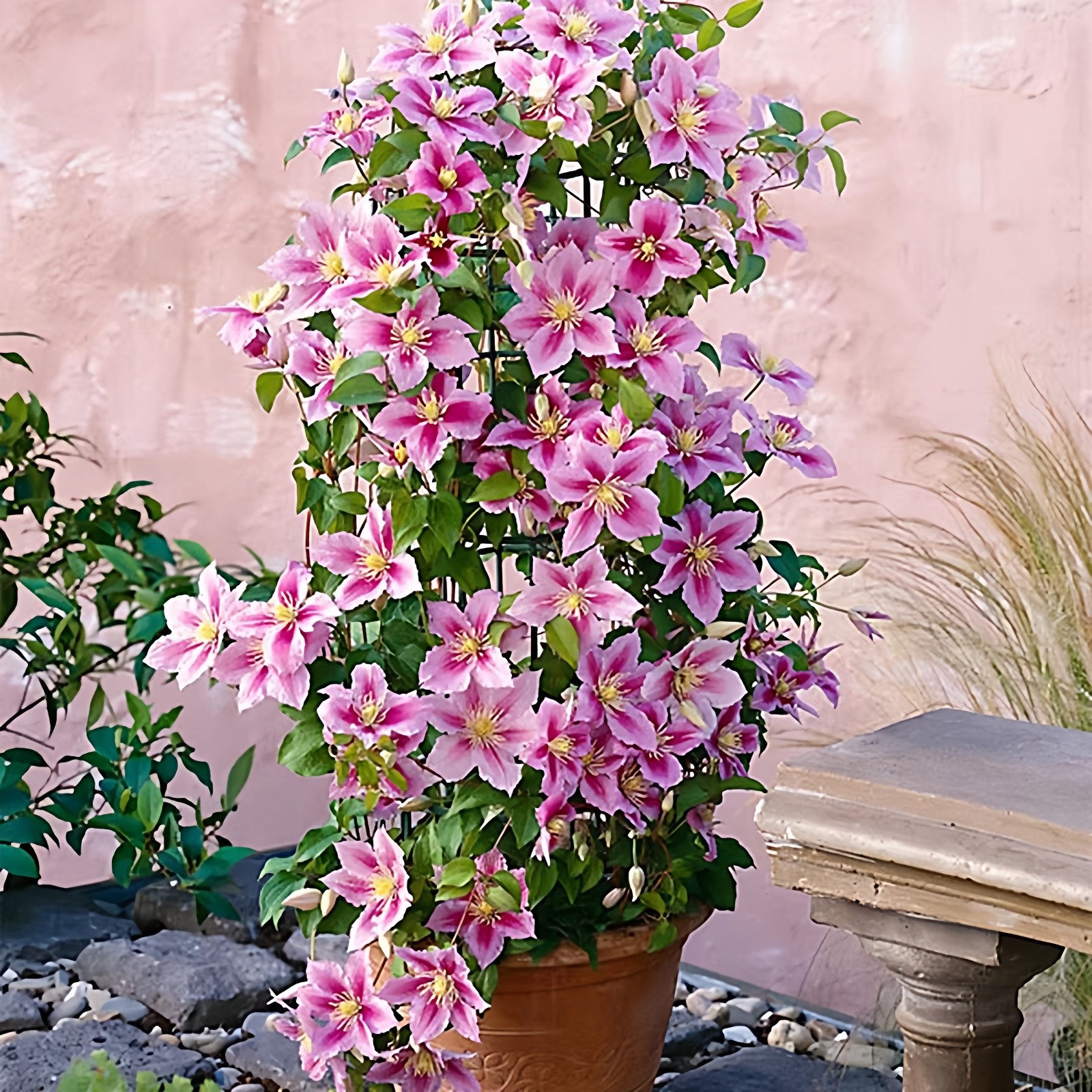 重瓣大花乌托邦铁线莲花苗盆栽爬藤小鸭园空阳台庭院攀缘花卉植物,鲜花速递/花卉仿真/绿植园艺,绣球/木绣球/木本植物,淘宝优惠券,粉丝福利购,淘宝优惠卷