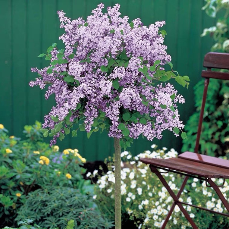 紫丁香花树苗阳台庭院浓香型花卉