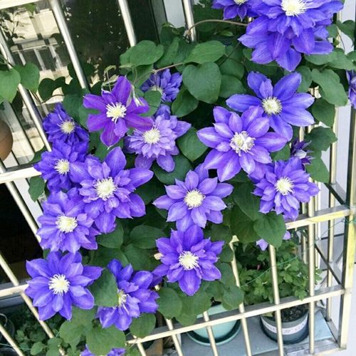 铁线莲花苗爬藤植物盆栽重瓣大花