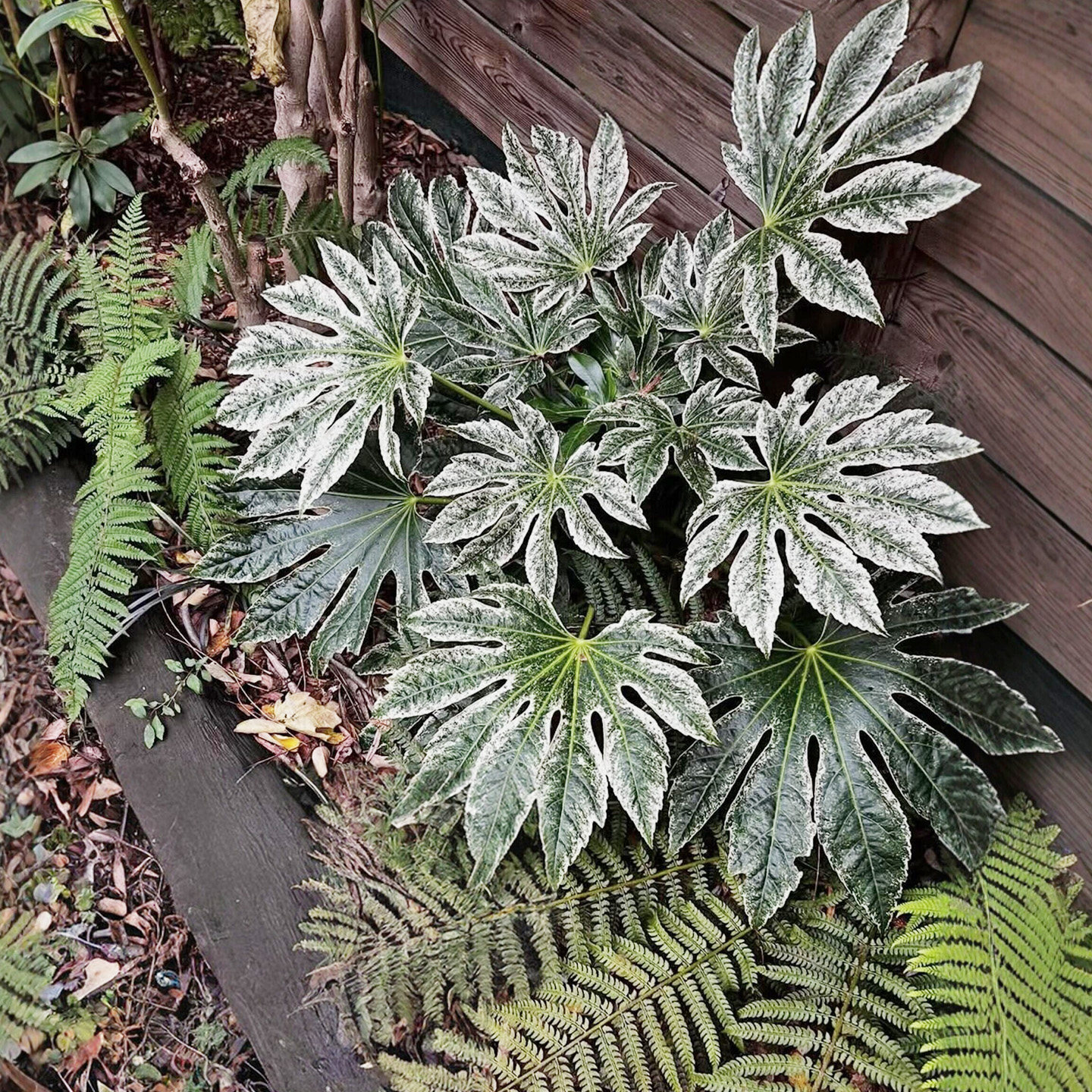 锦叶八角金盘长青观叶造景植物