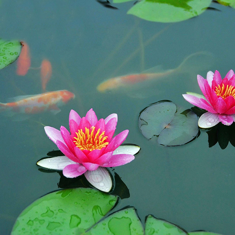 6棵装大睡莲花苗盆栽水培植物阳台庭院四季水池水养花卉浮水绿植