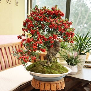 观花火棘老桩盆栽满堂红办公室内桌面客厅盆景好养的花卉红红火火