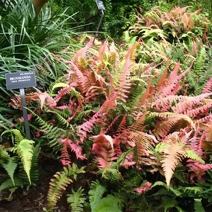 彩虹蕨红盖鳞毛蕨盆栽庭院花园彩色观叶植物假山鱼池配景耐寒好养