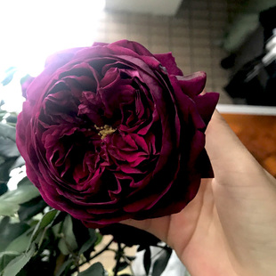 花大苗盆栽大花浓香暗紫黑色包子型四季 皇宫月季 阳台庭院玫瑰花卉