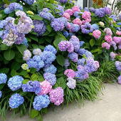 无尽夏绣球花大苗盆栽多季 开大花阳台庭院耐阴花卉植物紫阳花老桩