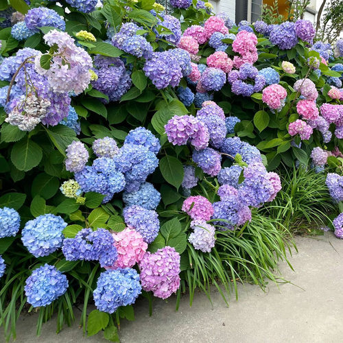 无尽夏绣球花大苗盆栽多品种可选