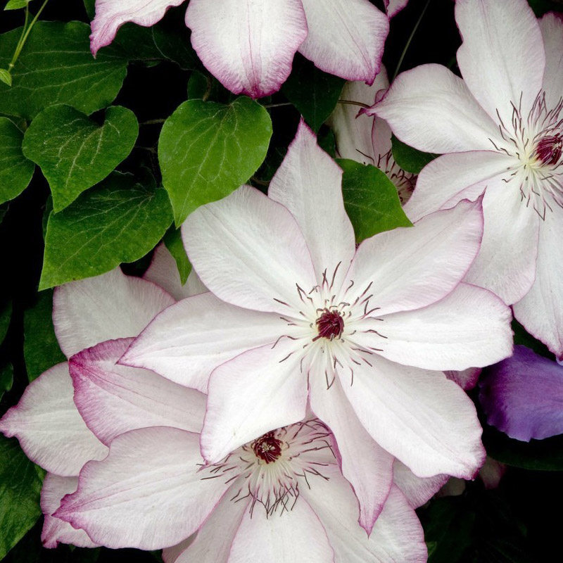 乌托邦铁线莲花大苗盆栽爬藤植物苗阳台庭院重瓣大花藤本攀援花卉