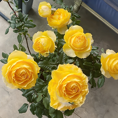 阳光笑容月季花大苗微香花期长