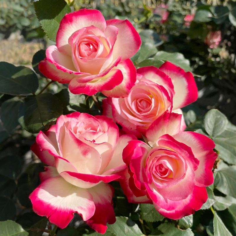 摩纳哥公爵月季大苗盆栽复色大花耐热抗病花朵会变色四季花卉绿植