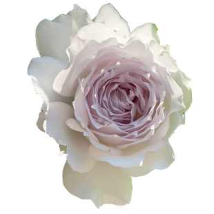 加百列大天使月季花大苗特大花浓香多季开花卉阳台绿植盆栽玫瑰苗