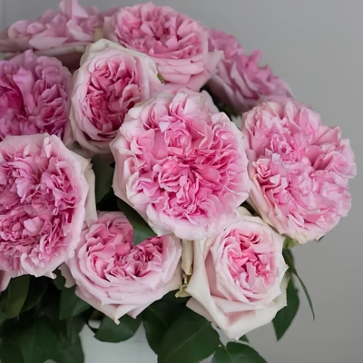 米兰达月季大花浓香阳台花园植物