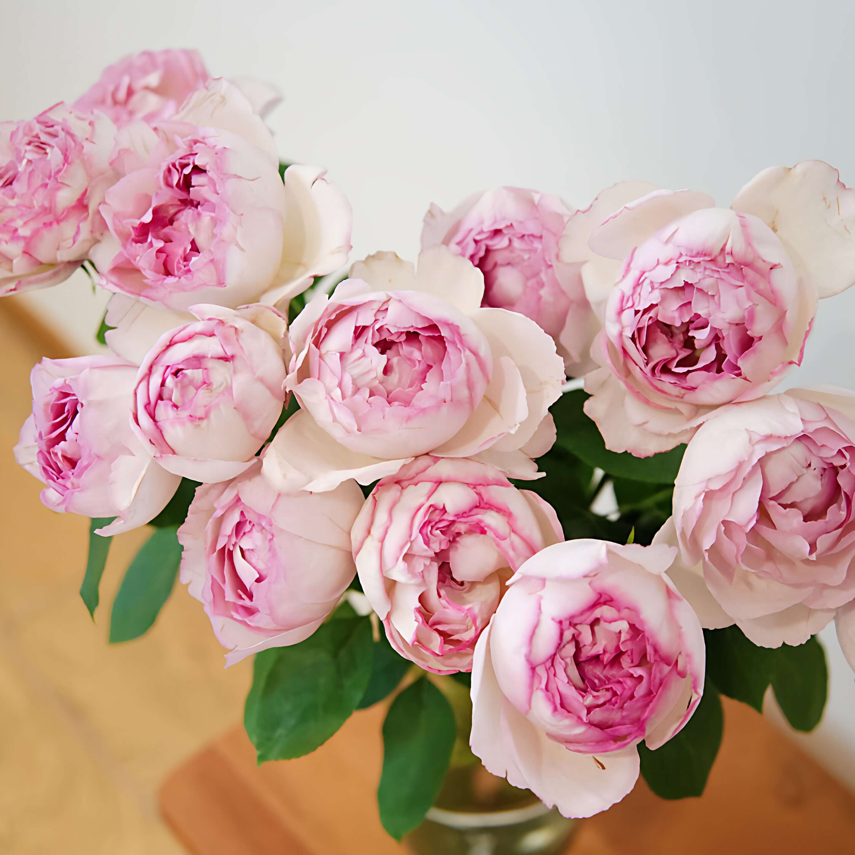 伊芙芳香催眠月季花大苗多季开花