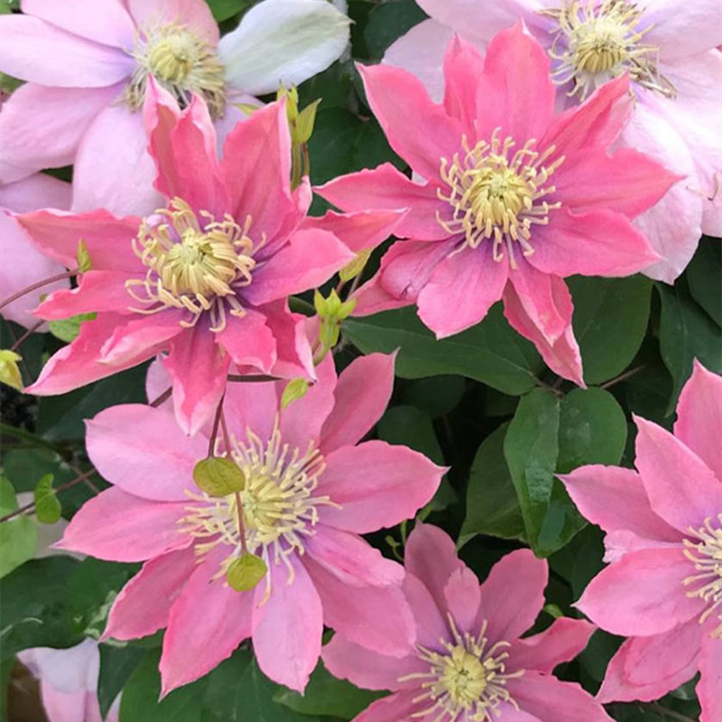 小美人鱼铁线莲花苗盆栽爬藤植物