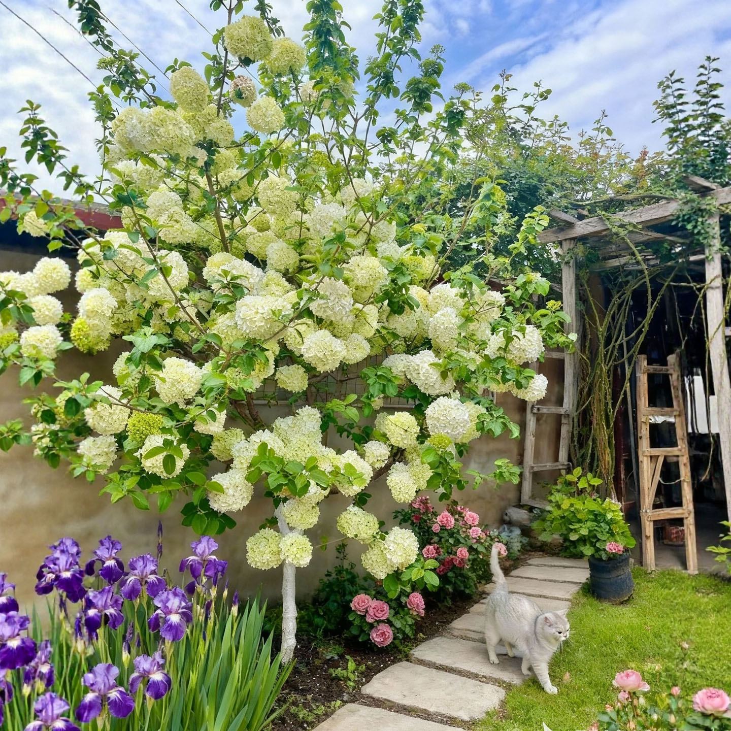 1.5米高中华木本绣球花大苗大花