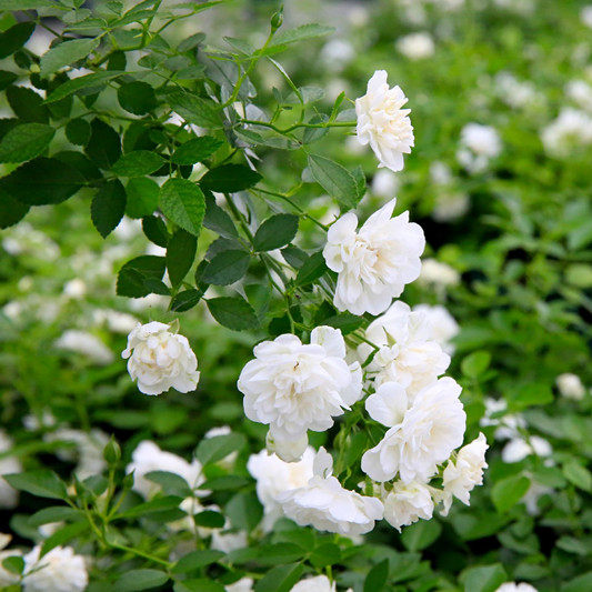 彗星月季花大苗微型盆栽耐热白色玫瑰四季阳台露台花卉绿植物耐晒