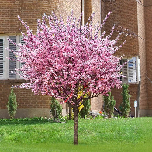 美人梅花树苗阳台庭院地栽风景树