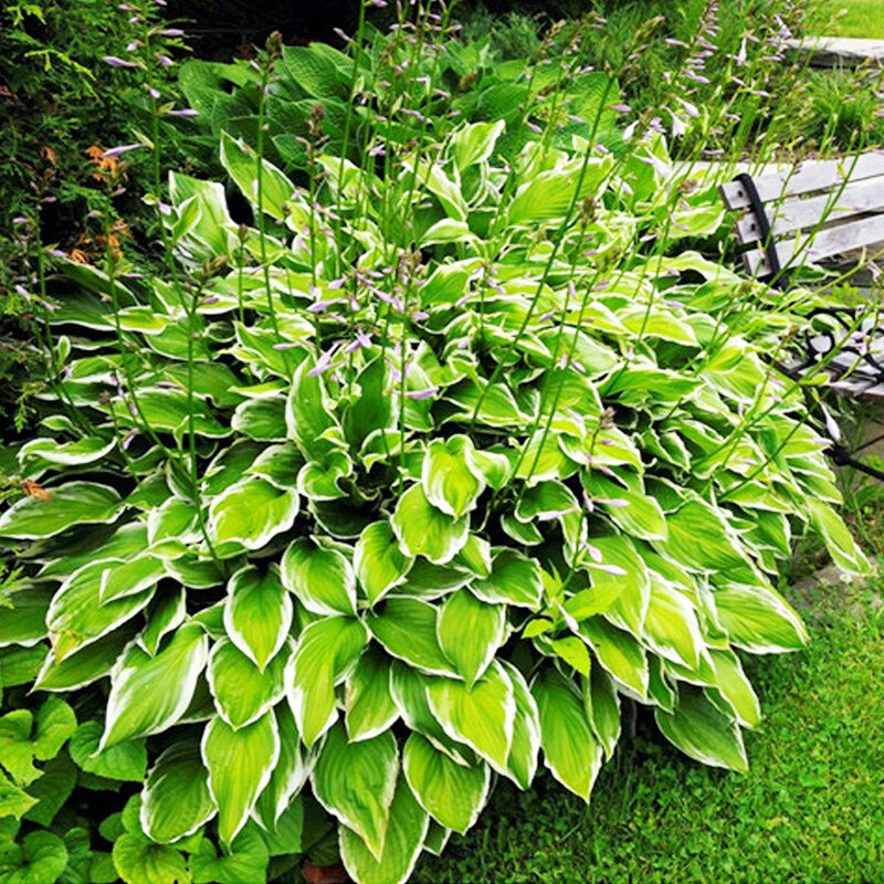 金边花叶玉簪花耐寒耐旱观叶地被植物花卉室内盆栽花坛多年生植物