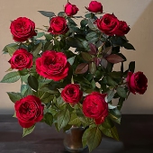 蒙特卡洛月季 花苗正红色微月阳台花园四季 勤花特大花玫瑰盆栽花卉