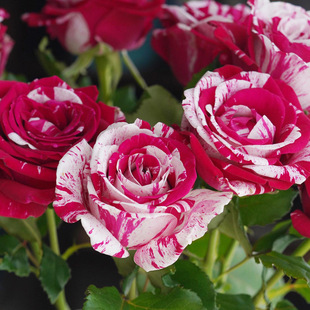 胡里奥月季花大苗盆栽条纹浓香灌木切花玫瑰庭院阳台花卉多季开花