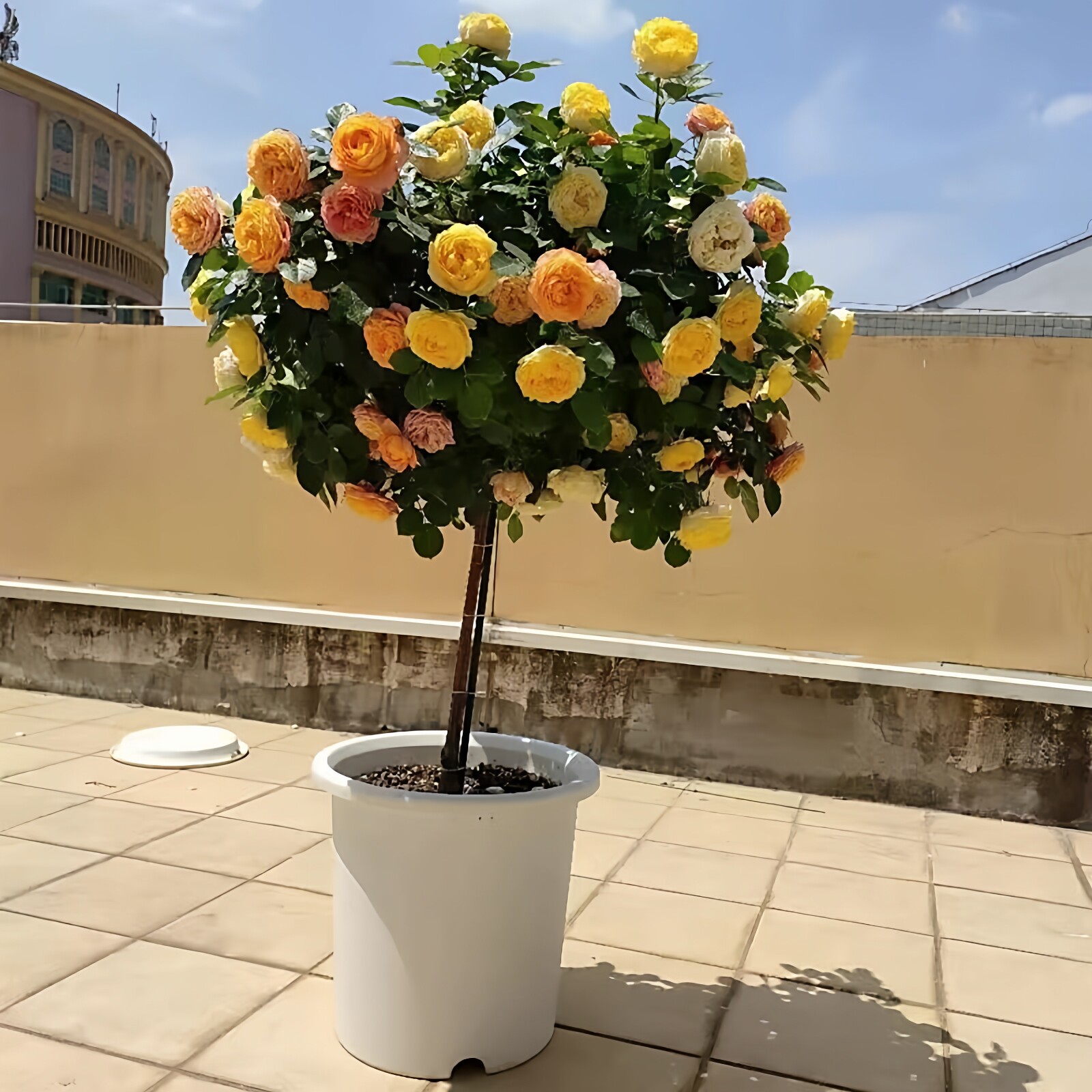 果汁阳台棒棒糖玫瑰花树苗盆栽四季阳台庭院室内开花卉绿植物勤花