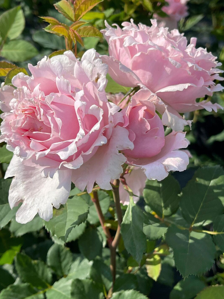 索菲罗莎月季花大苗盆栽淡粉色阳台四季特大花波浪边浓香苏菲罗莎