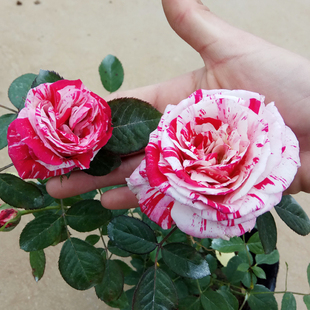 花苗陽臺庭院四季 節(jié)日禮花紅白大花條紋月季 芳香花卉玫瑰盆栽植物