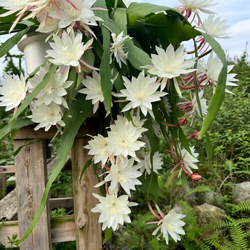 带根昙花苗盆栽苗植物室内阳台