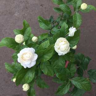 重瓣虎頭茉莉花苗盆栽大花濃香花卉綠植三葉白茉莉多季 開好養(yǎng)植物