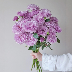 新浪潮月季花大苗阳台盆栽芳香花卉绿植四季观赏植物浓香庭院玫瑰