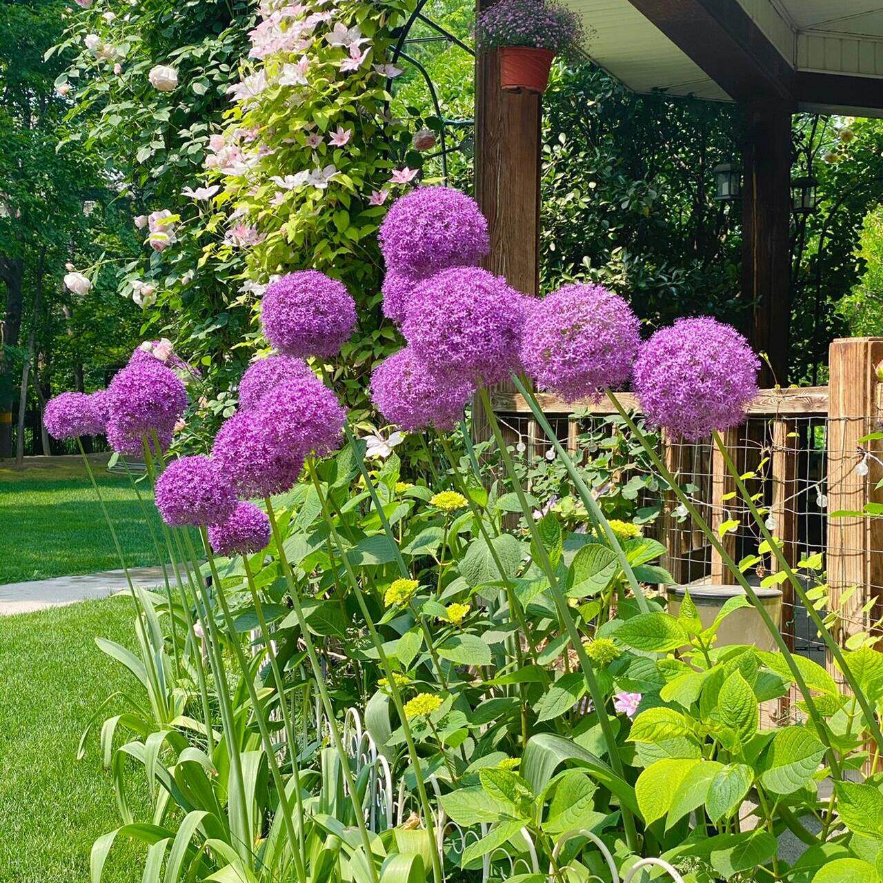 大花葱盆栽耐寒花大使大花葱棒棒糖阳台庭院花镜搭配植物花卉四季