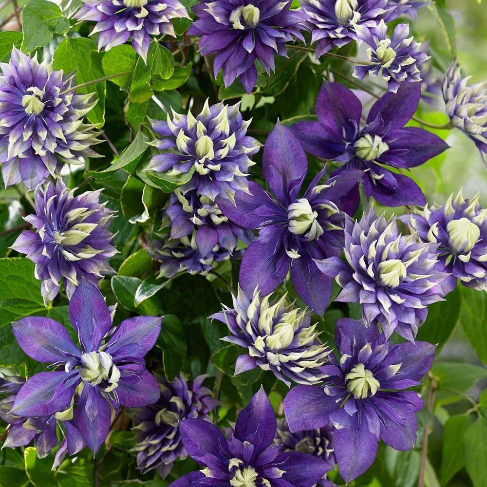 魔法喷泉铁线莲大苗盆栽爬藤绿植物重瓣大花好养四季藤本攀援花卉