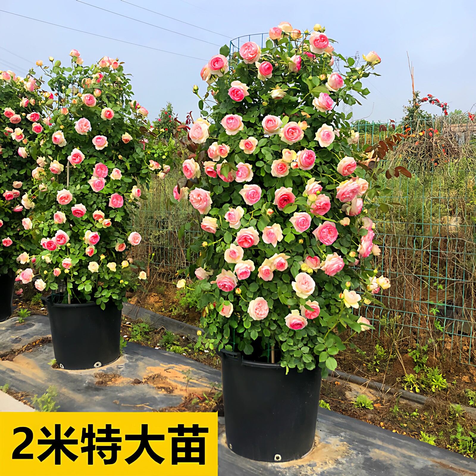 2米高粉色龙沙宝石藤本月季花苗